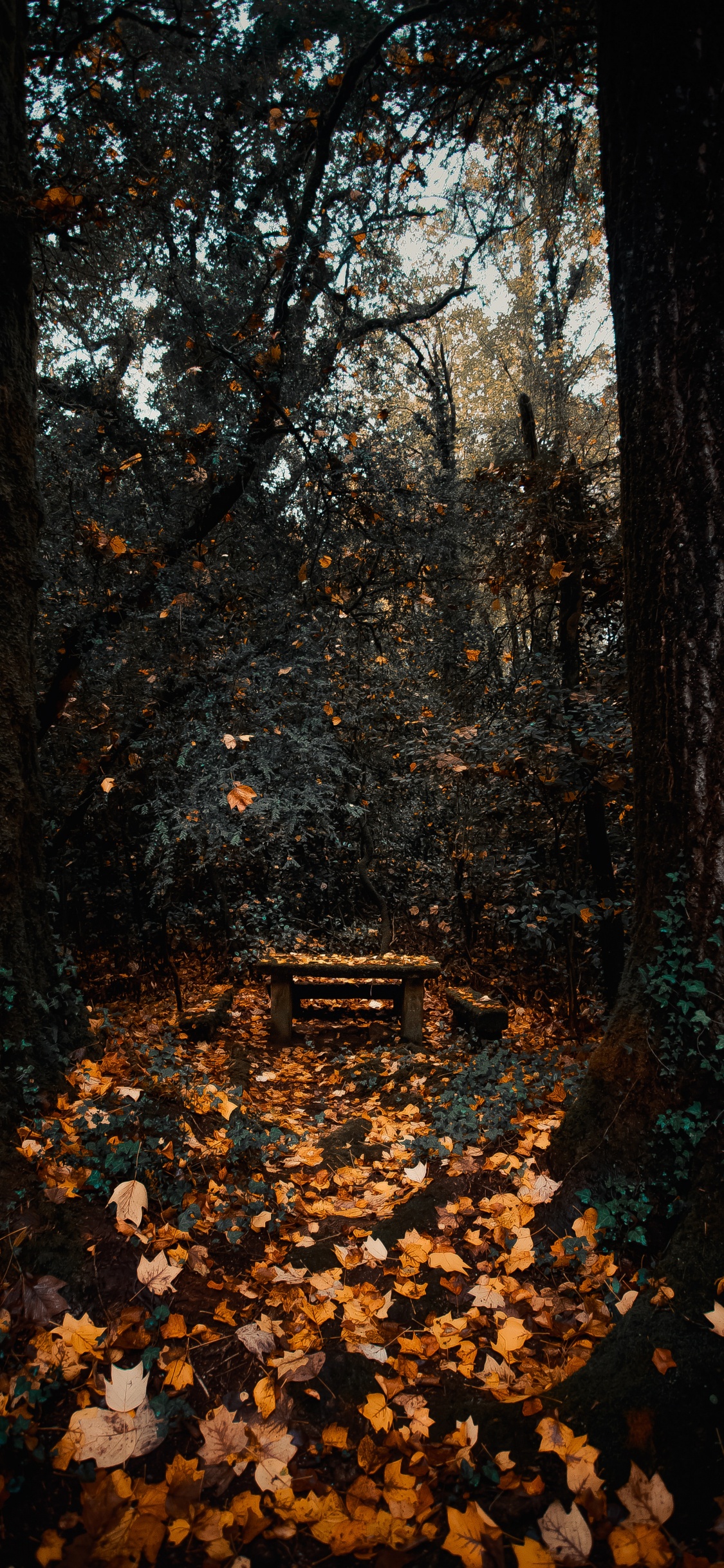 Woodland, Sky, Forest, Autumn, Deciduous. Wallpaper in 1125x2436 Resolution