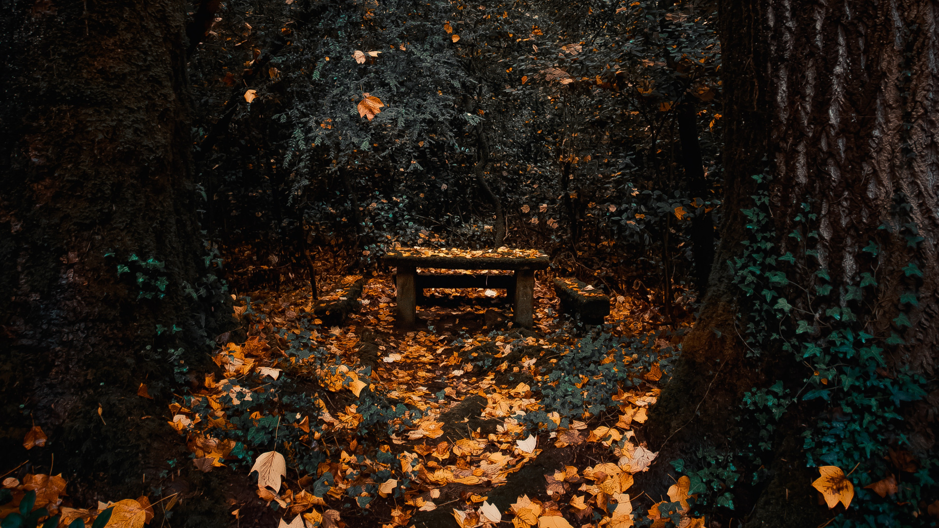 Woodland, Sky, Forest, Autumn, Deciduous. Wallpaper in 1920x1080 Resolution