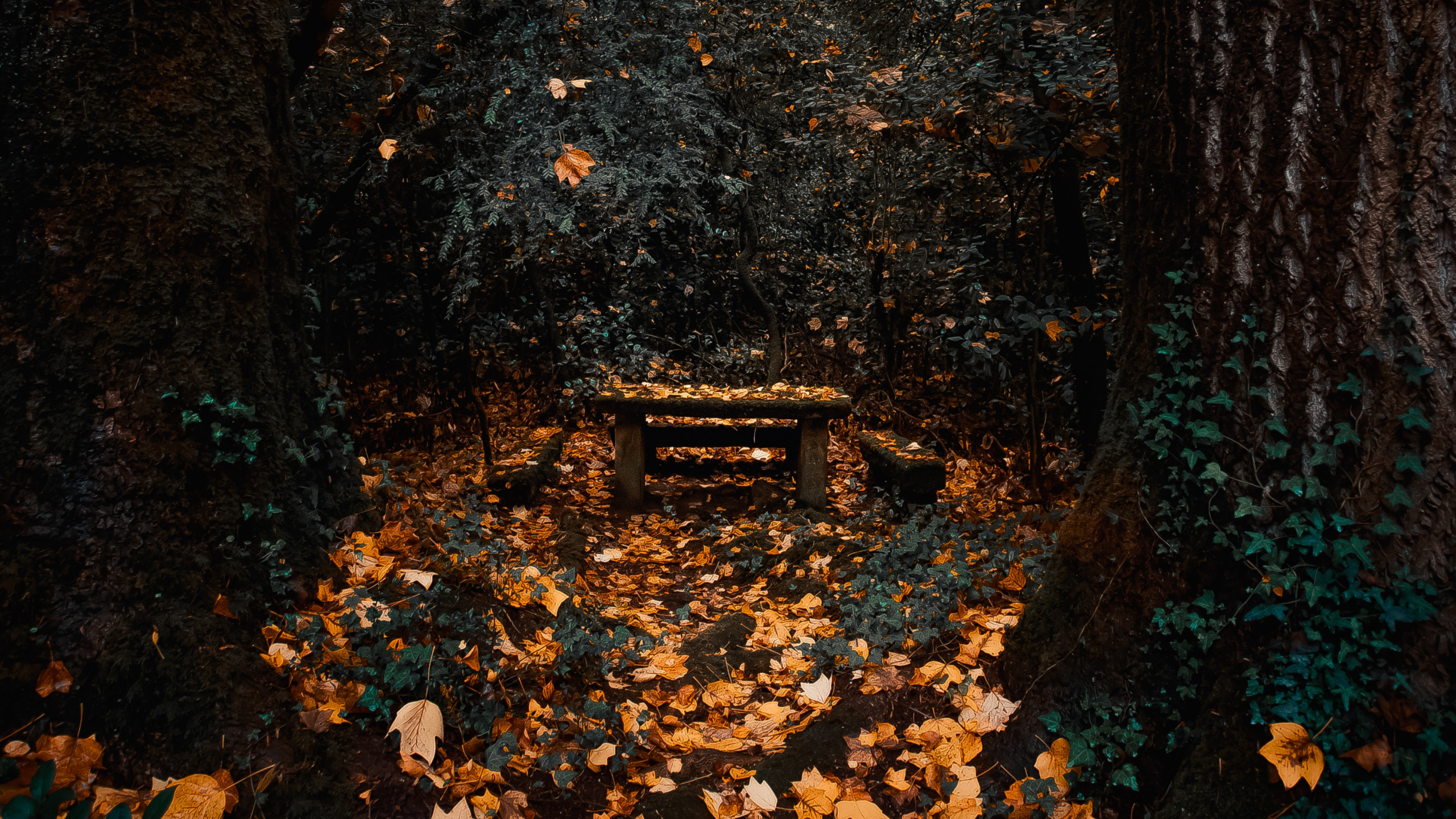 Woodland, Sky, Forest, Autumn, Deciduous. Wallpaper in 2560x1440 Resolution