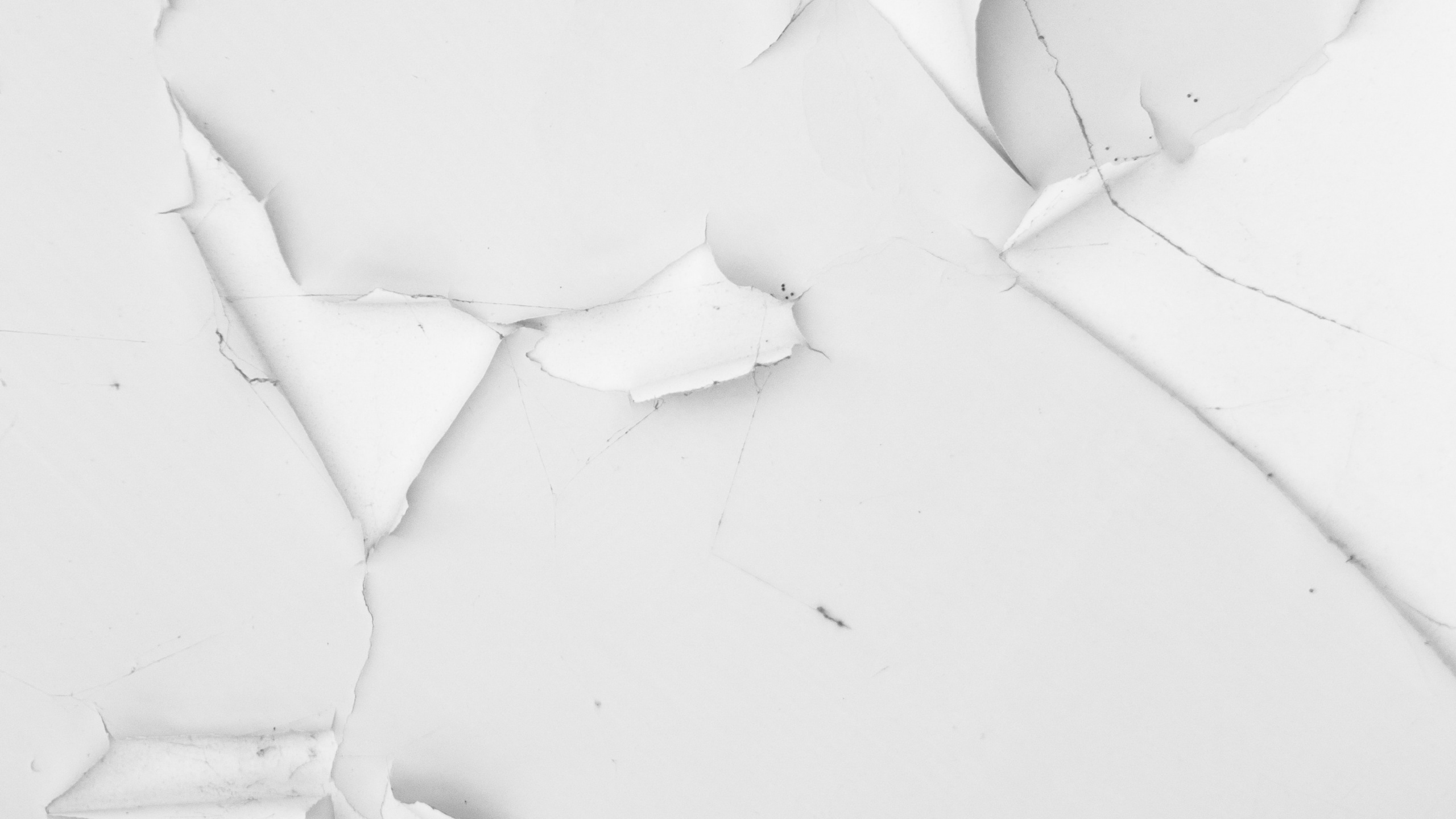 Sable Blanc Aux Pétales Blancs. Wallpaper in 2560x1440 Resolution