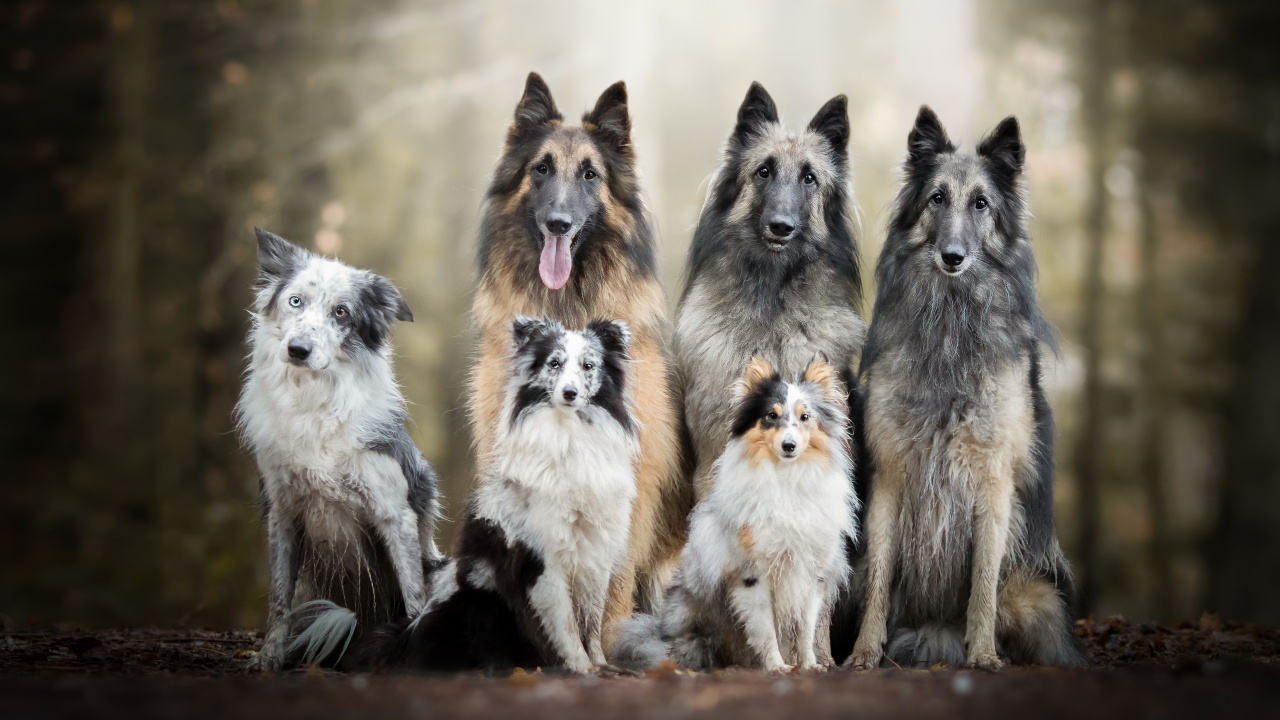 Dog, Border Collie, Belgian Shepherd, Tervuren, Dog Breed. Wallpaper in 1280x720 Resolution