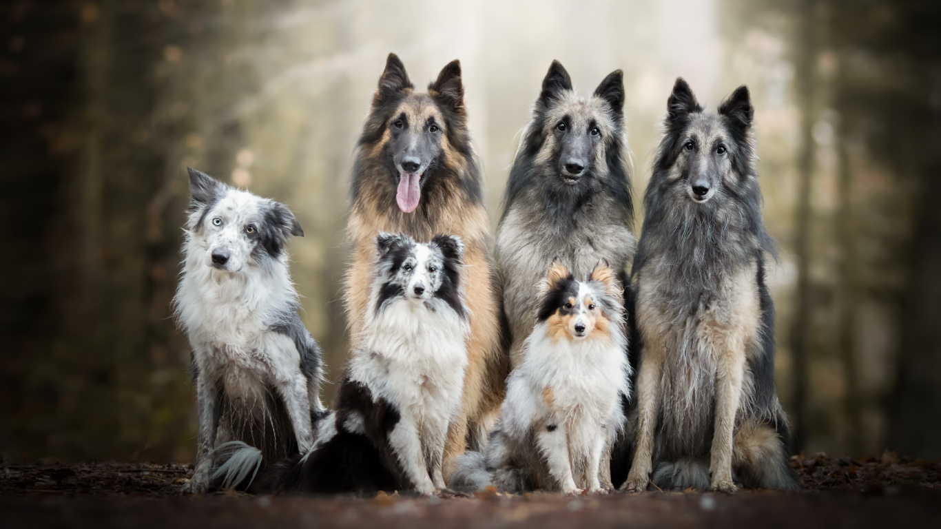 Dog, Border Collie, Belgian Shepherd, Tervuren, Dog Breed. Wallpaper in 1366x768 Resolution