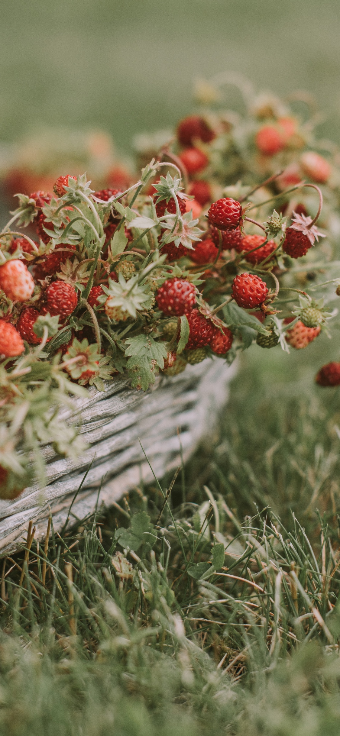 Berry, Fruit, Flower, Plant, Grass. Wallpaper in 1125x2436 Resolution