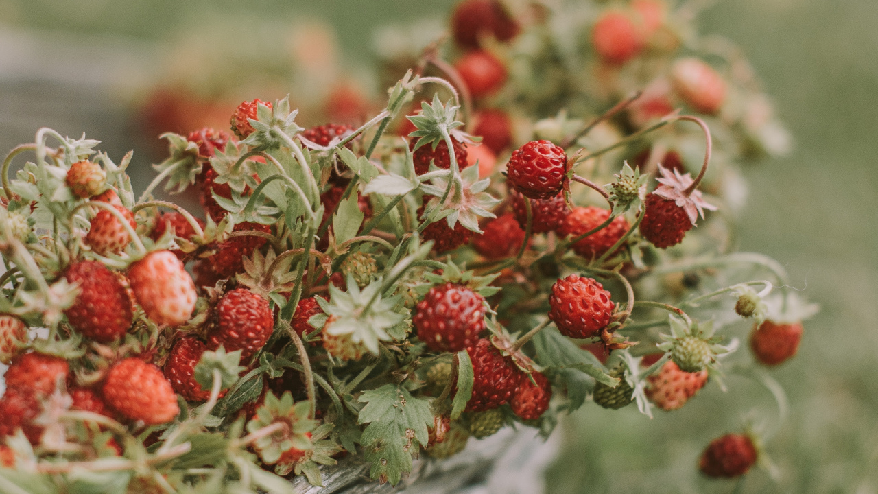 Fruits, Sauvages, la Floraison de la Plante, Plante Vivace, Sonnerie. Wallpaper in 1280x720 Resolution
