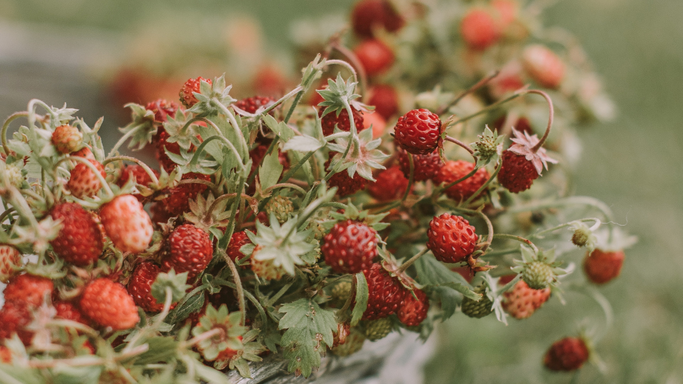 Fruits, Sauvages, la Floraison de la Plante, Plante Vivace, Sonnerie. Wallpaper in 1366x768 Resolution