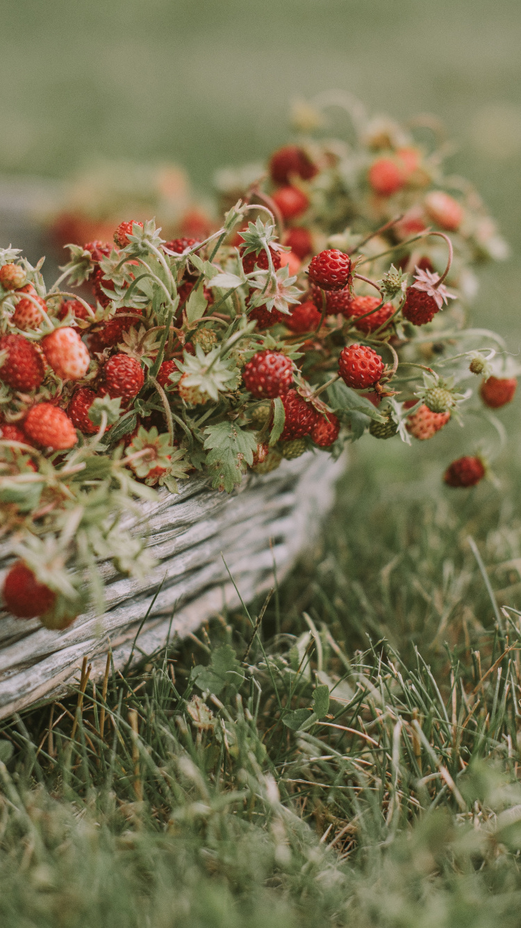 Fruits, Sauvages, la Floraison de la Plante, Plante Vivace, Sonnerie. Wallpaper in 750x1334 Resolution