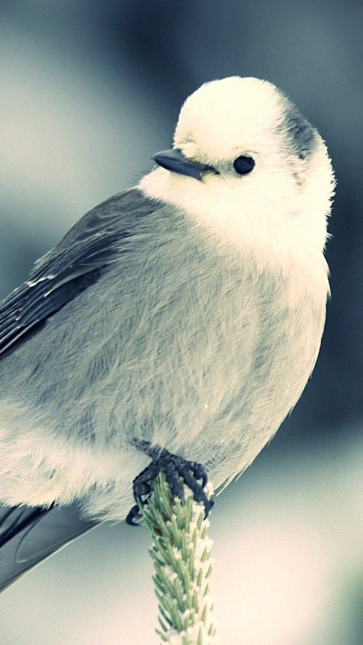 Pájaro Gris y Negro en la Rama de un Árbol Marrón. Wallpaper in 720x1280 Resolution