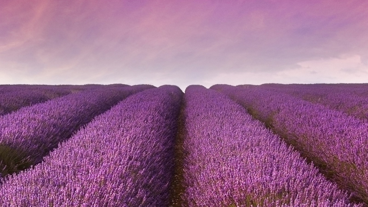 Montgolfière, Lavande, Purple, Violette, Lavande Anglaise. Wallpaper in 1280x720 Resolution