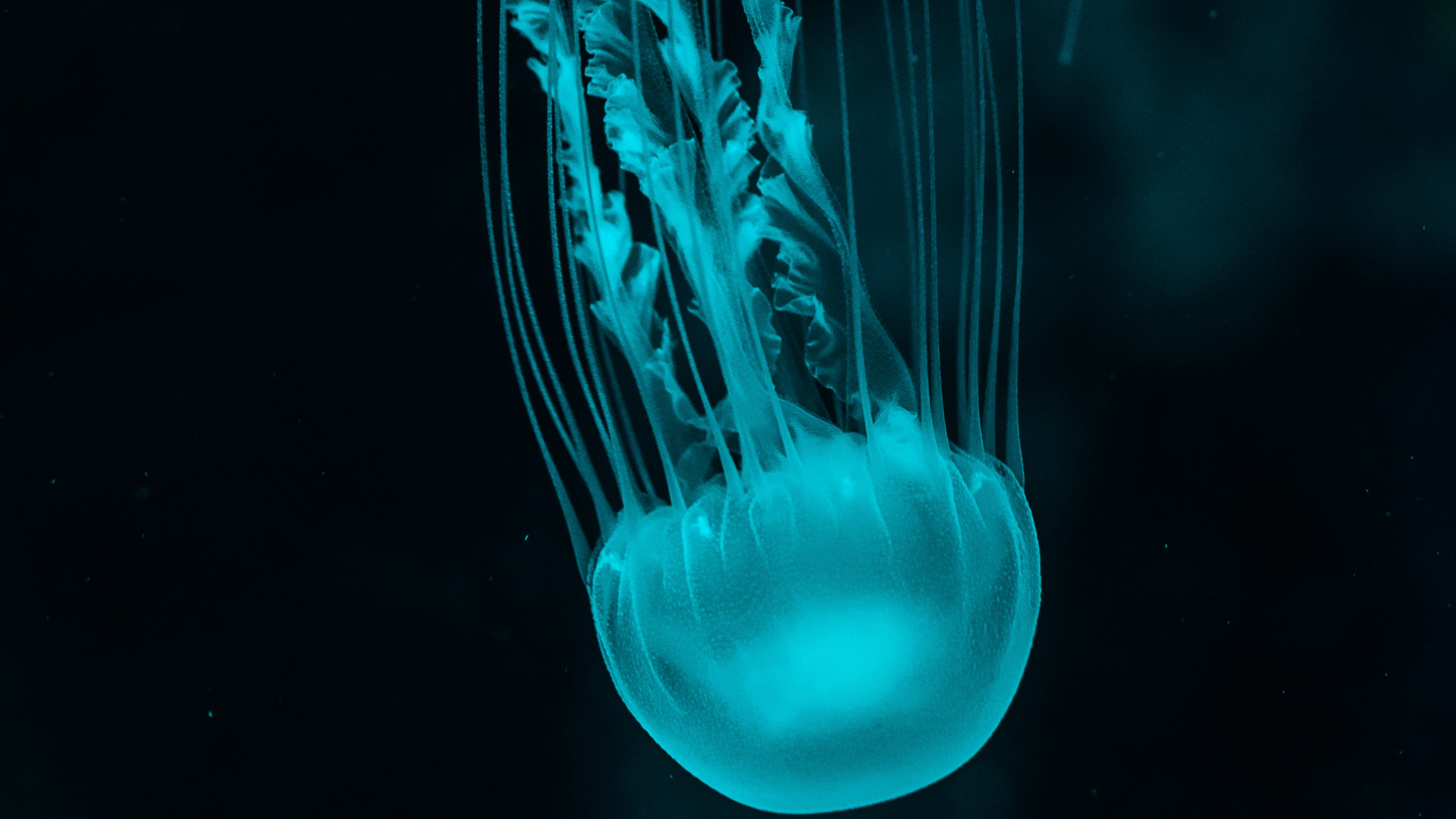 Blue Jellyfish in Black Background. Wallpaper in 2560x1440 Resolution