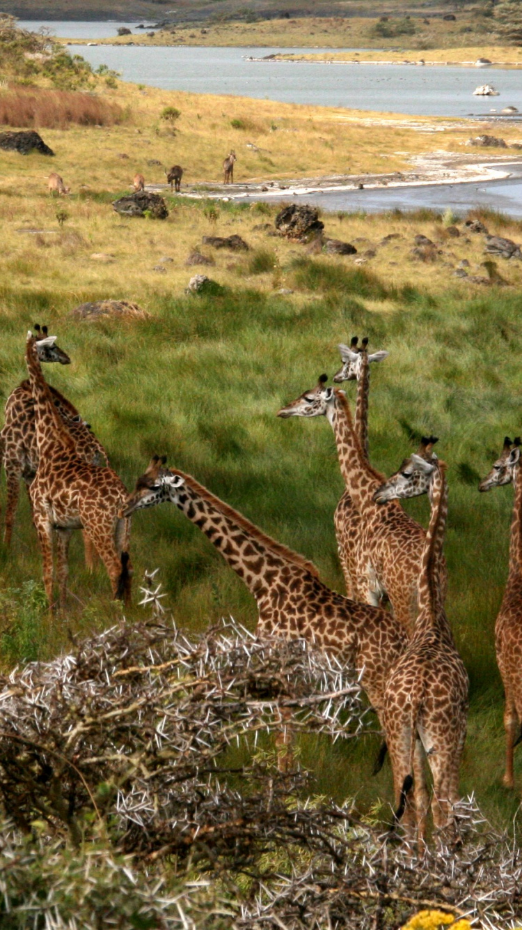 Brown and Black Giraffes on Green Grass Field During Daytime. Wallpaper in 750x1334 Resolution