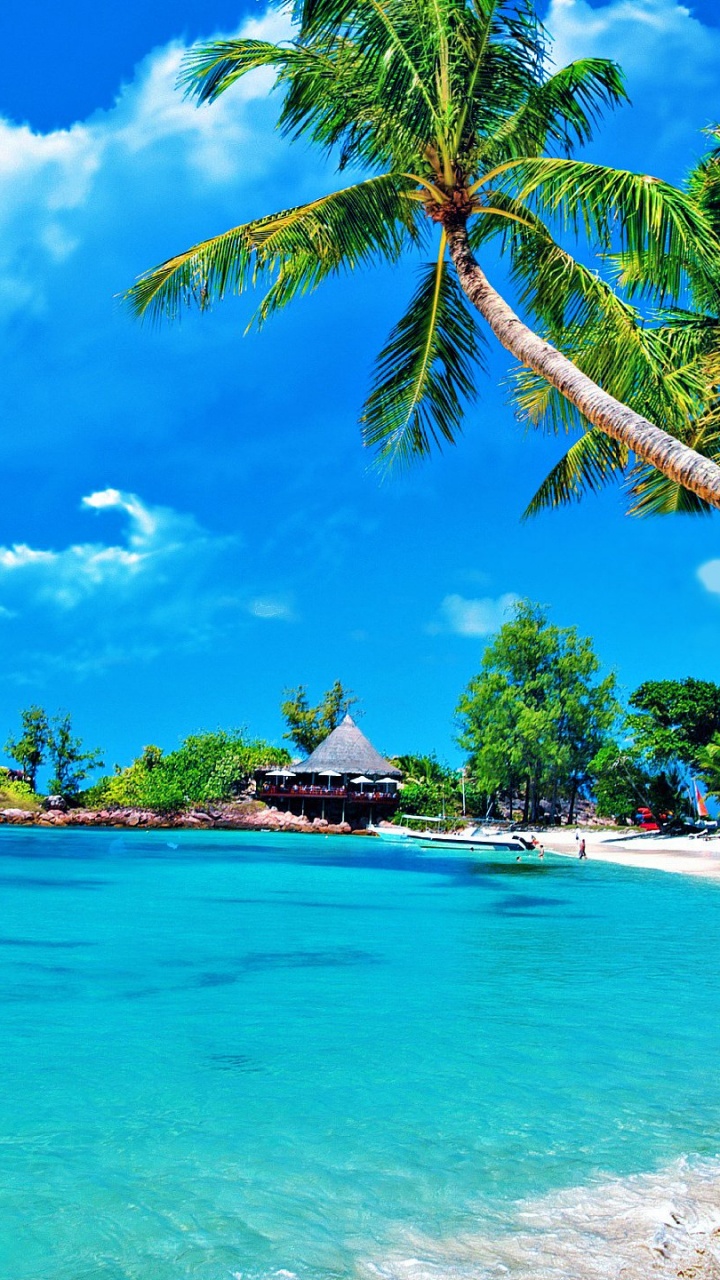Green Palm Trees Near Body of Water During Daytime. Wallpaper in 720x1280 Resolution