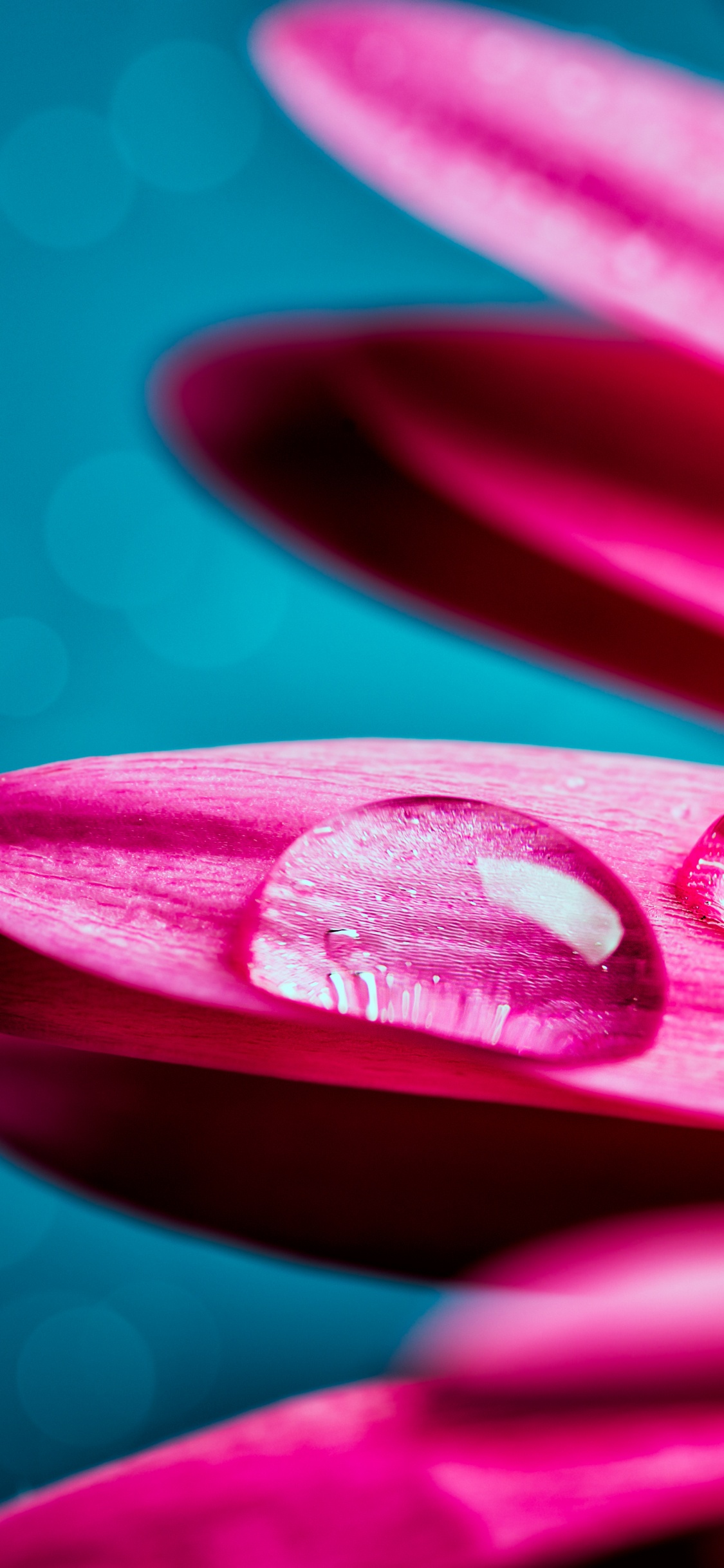 Water Droplets on Pink Flower Petals. Wallpaper in 1125x2436 Resolution