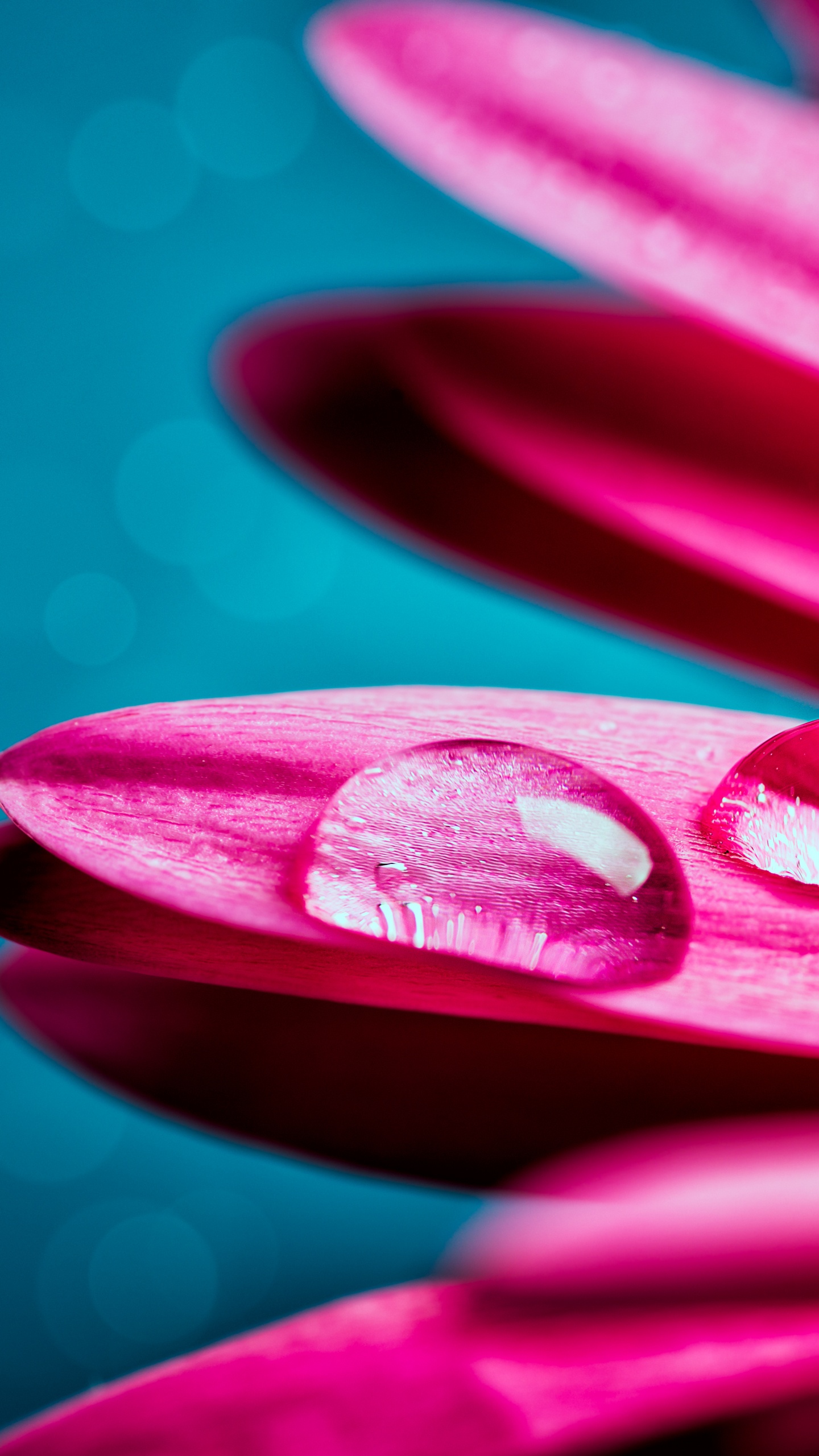 Water Droplets on Pink Flower Petals. Wallpaper in 1440x2560 Resolution