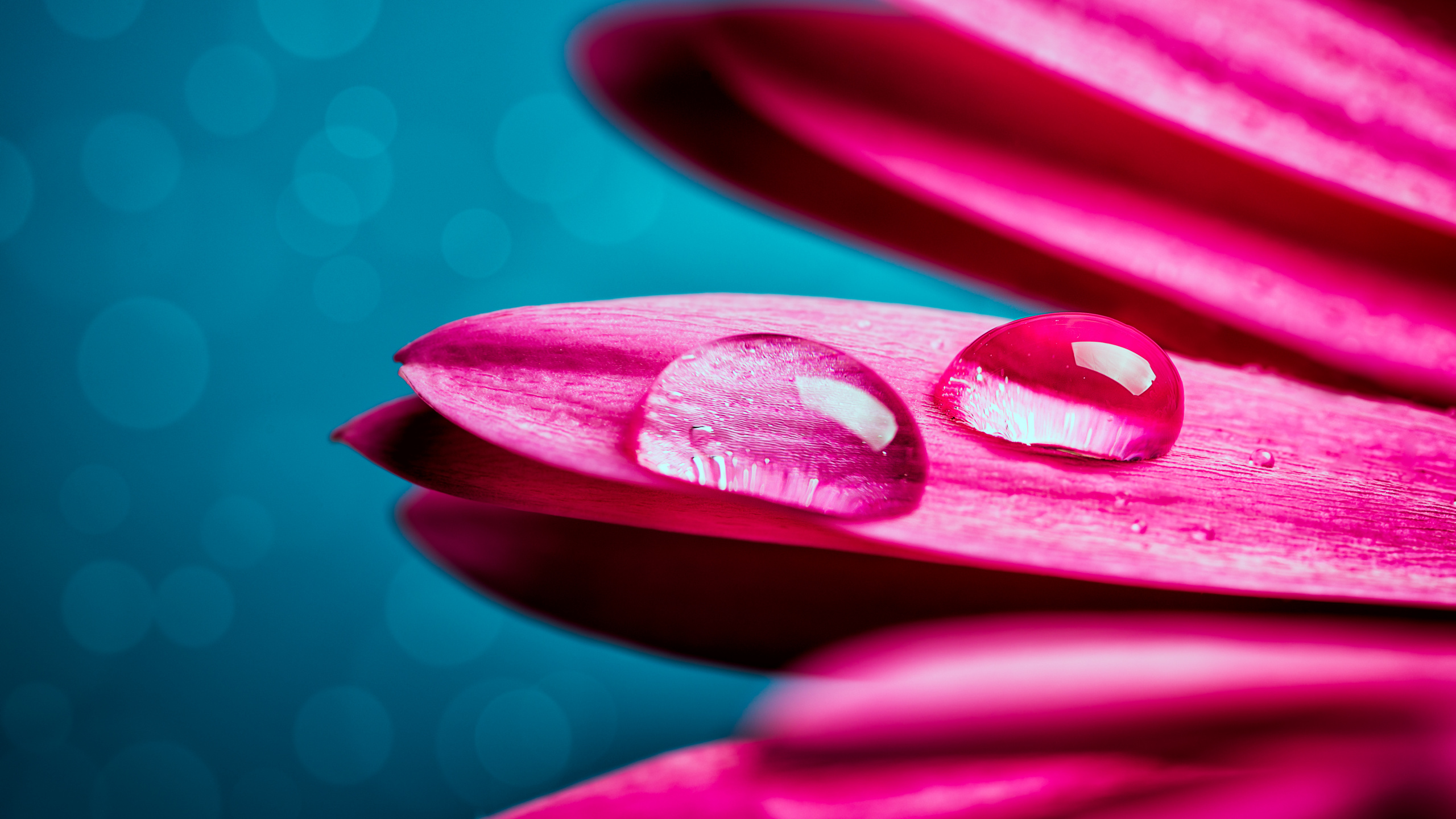 紫色的, 关闭了, 红色的, 品红色, Transvaal菊花 壁纸 2560x1440 允许