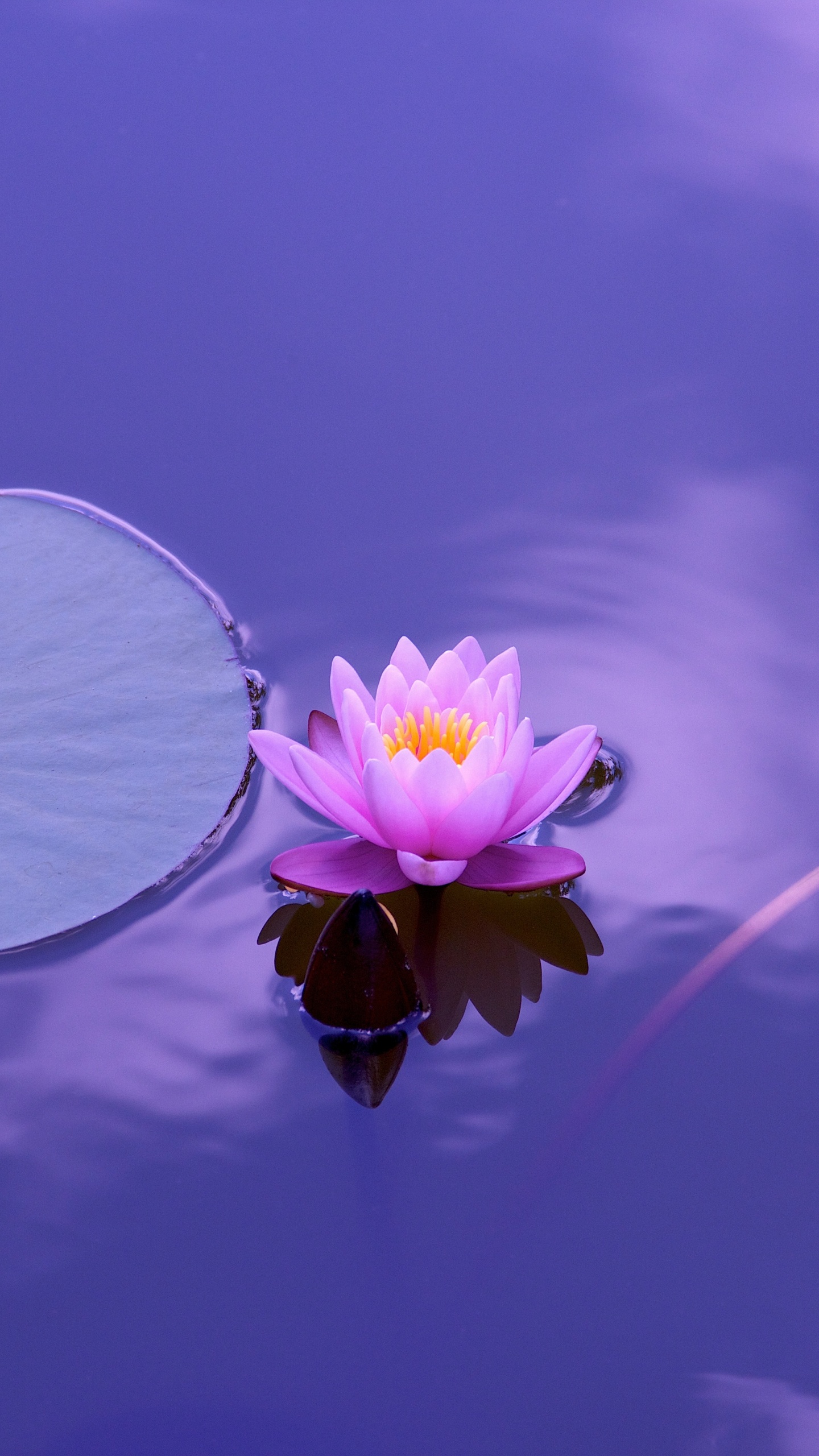 Purple and White Flower on Water. Wallpaper in 1440x2560 Resolution