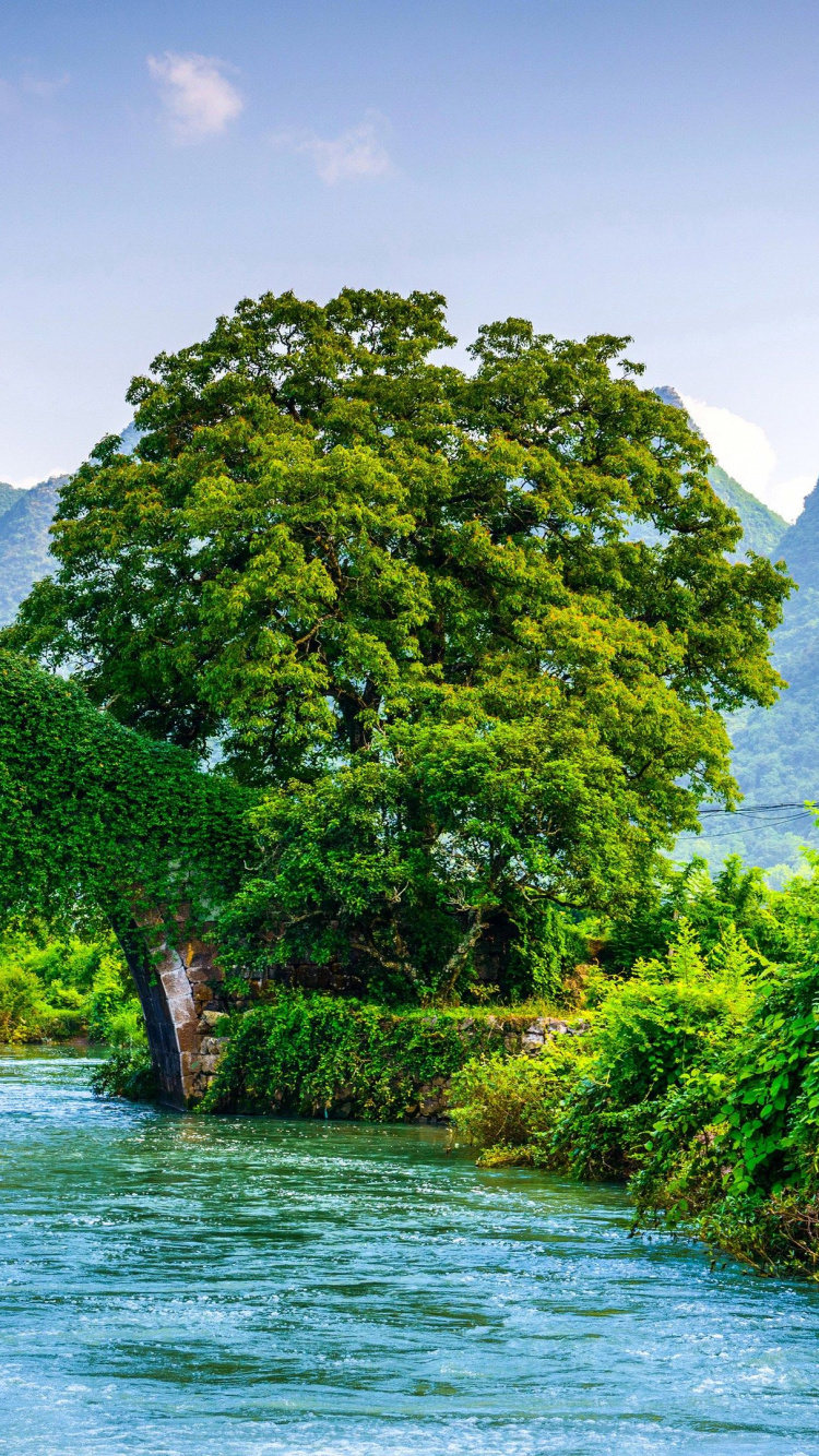 Green Trees Near Body of Water During Daytime. Wallpaper in 750x1334 Resolution