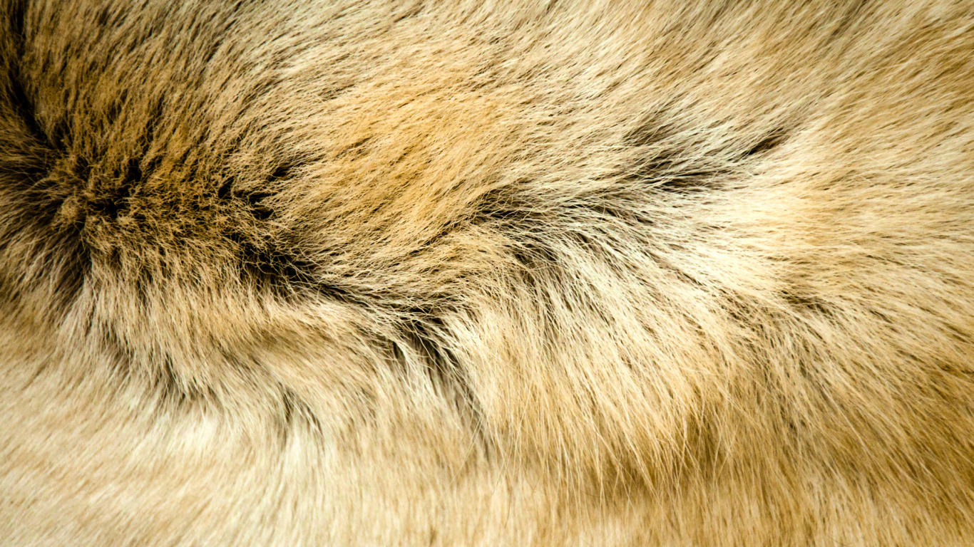 Brown and Black Fur Textile. Wallpaper in 1366x768 Resolution