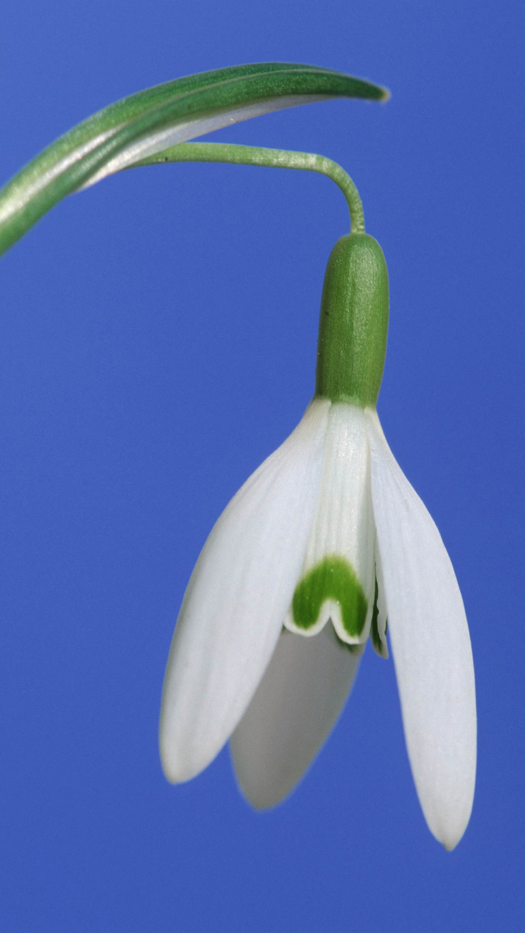Snowdrop, Plant Stem, Flowering Plant, Flower, Plant. Wallpaper in 1080x1920 Resolution