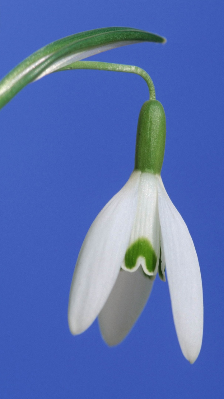 Snowdrop, Plant Stem, Flowering Plant, Flower, Plant. Wallpaper in 720x1280 Resolution