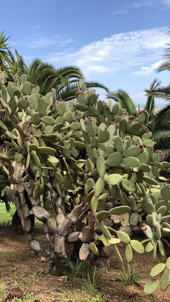 la Vegetación, Higo de Berbería, Bioma, Arbustos, Cactus. Wallpaper in 720x1280 Resolution