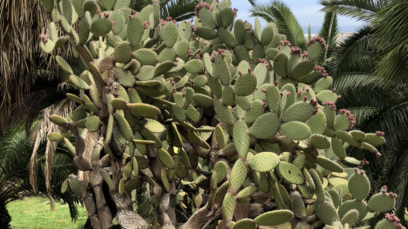 Végétation, Biome, Les Landes, Cactus, Plante. Wallpaper in 1366x768 Resolution