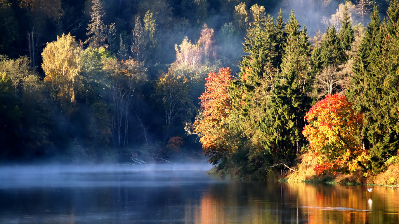 Tagsüber Grüne Und Braune Bäume am Fluss. Wallpaper in 1366x768 Resolution