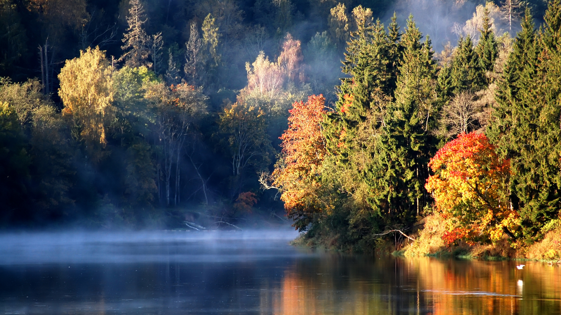 Tagsüber Grüne Und Braune Bäume am Fluss. Wallpaper in 1920x1080 Resolution