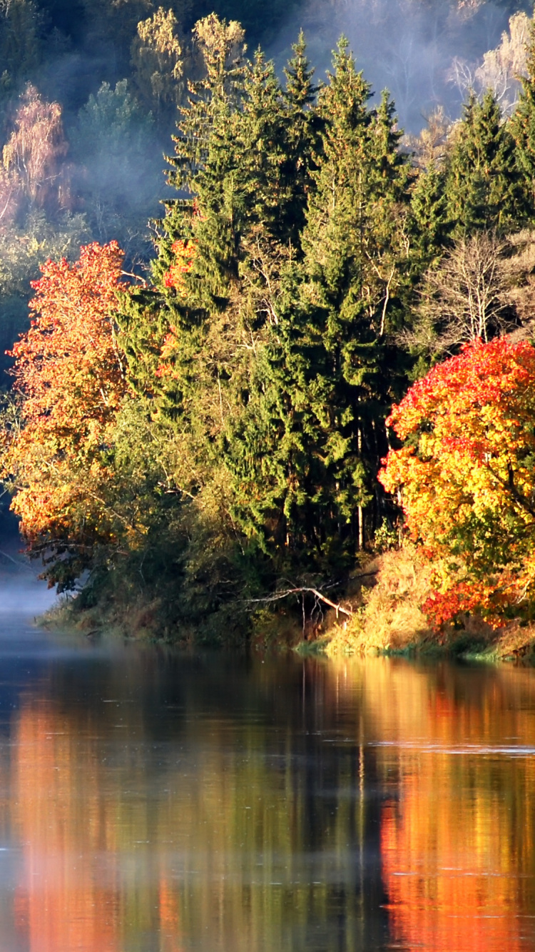 Tagsüber Grüne Und Braune Bäume am Fluss. Wallpaper in 750x1334 Resolution