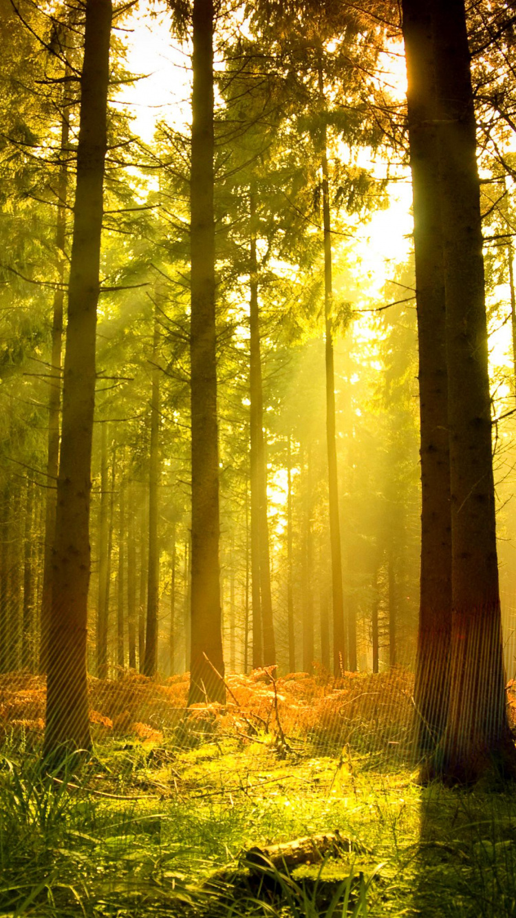 Herbe Verte et Arbres Bruns. Wallpaper in 750x1334 Resolution