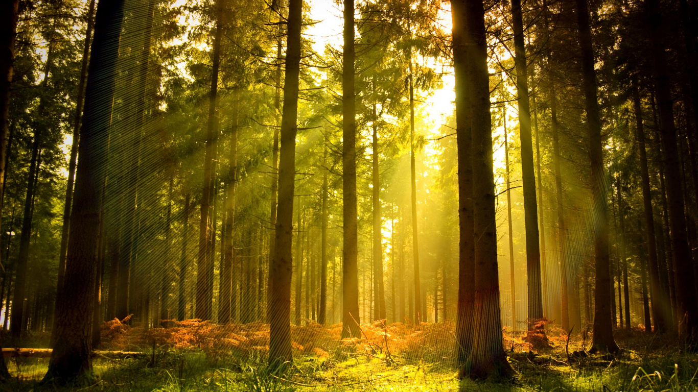 Green Grass and Brown Trees. Wallpaper in 1366x768 Resolution