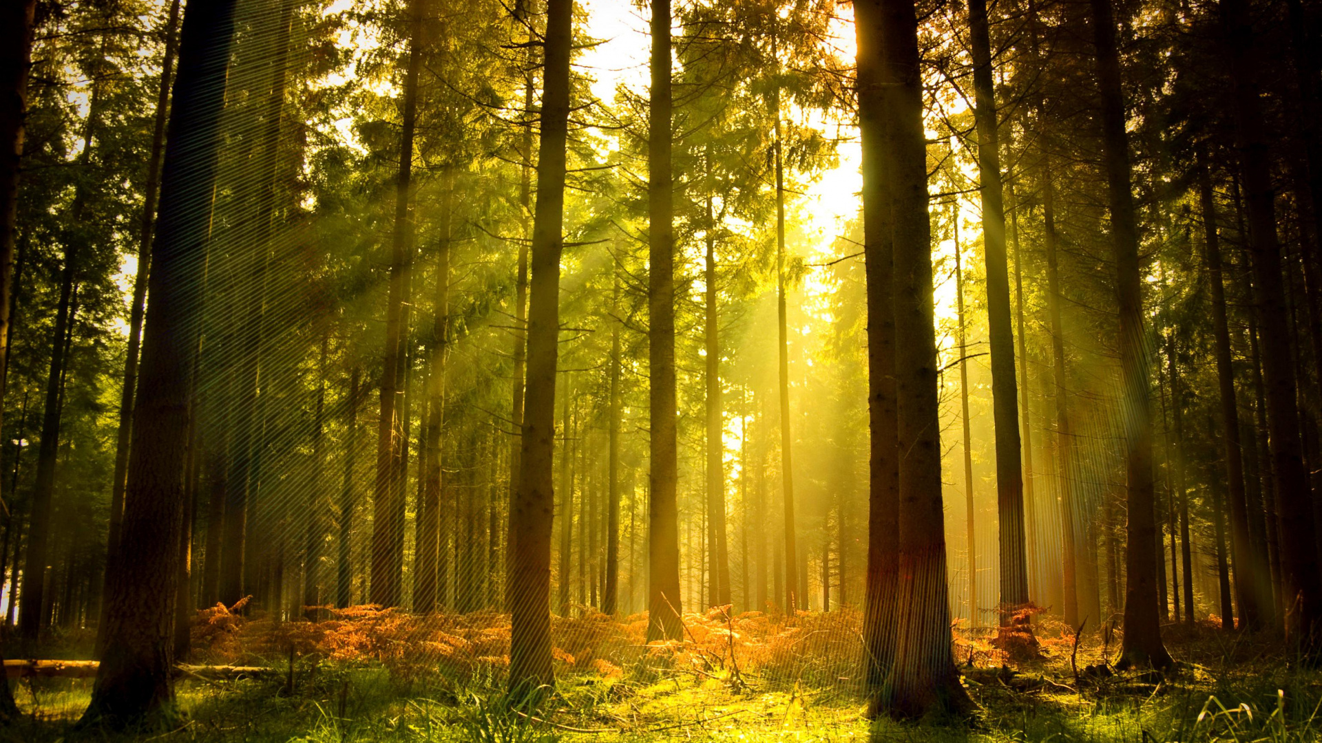 Green Grass and Brown Trees. Wallpaper in 1920x1080 Resolution