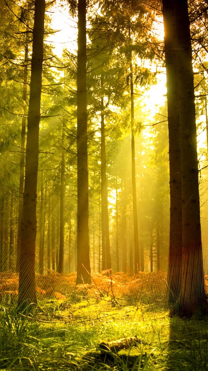 Green Grass and Brown Trees. Wallpaper in 720x1280 Resolution