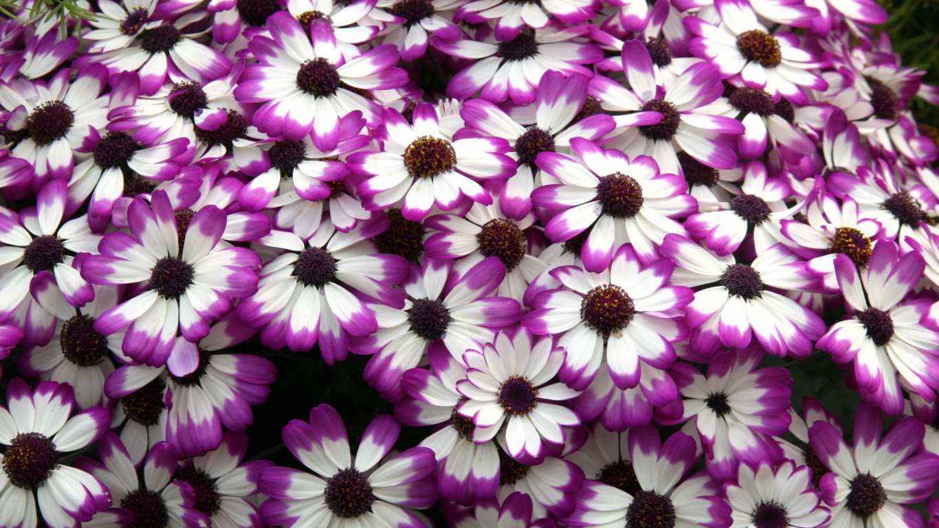 Purple and White Flower Field. Wallpaper in 1366x768 Resolution