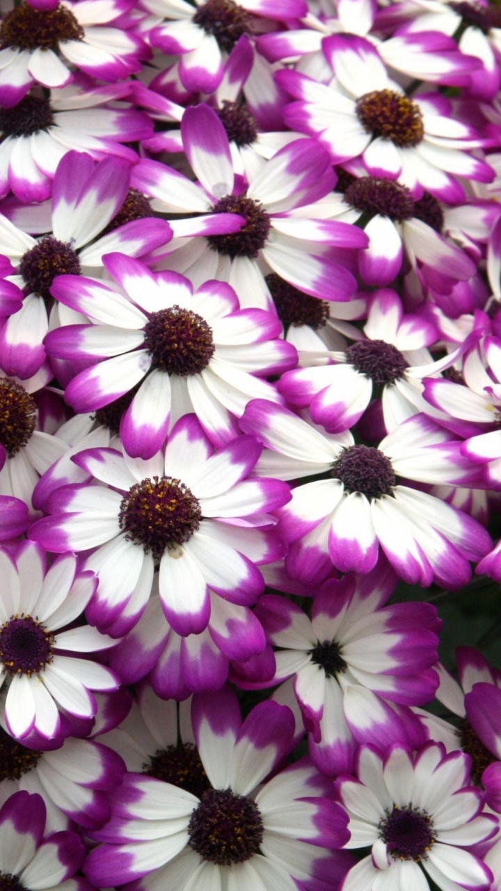 Champ de Fleurs Violettes et Blanches. Wallpaper in 720x1280 Resolution