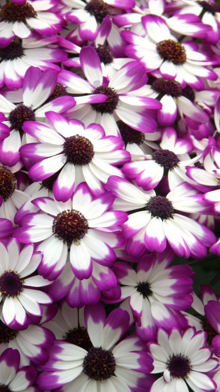 Campo de Flores Moradas y Blancas. Wallpaper in 750x1334 Resolution