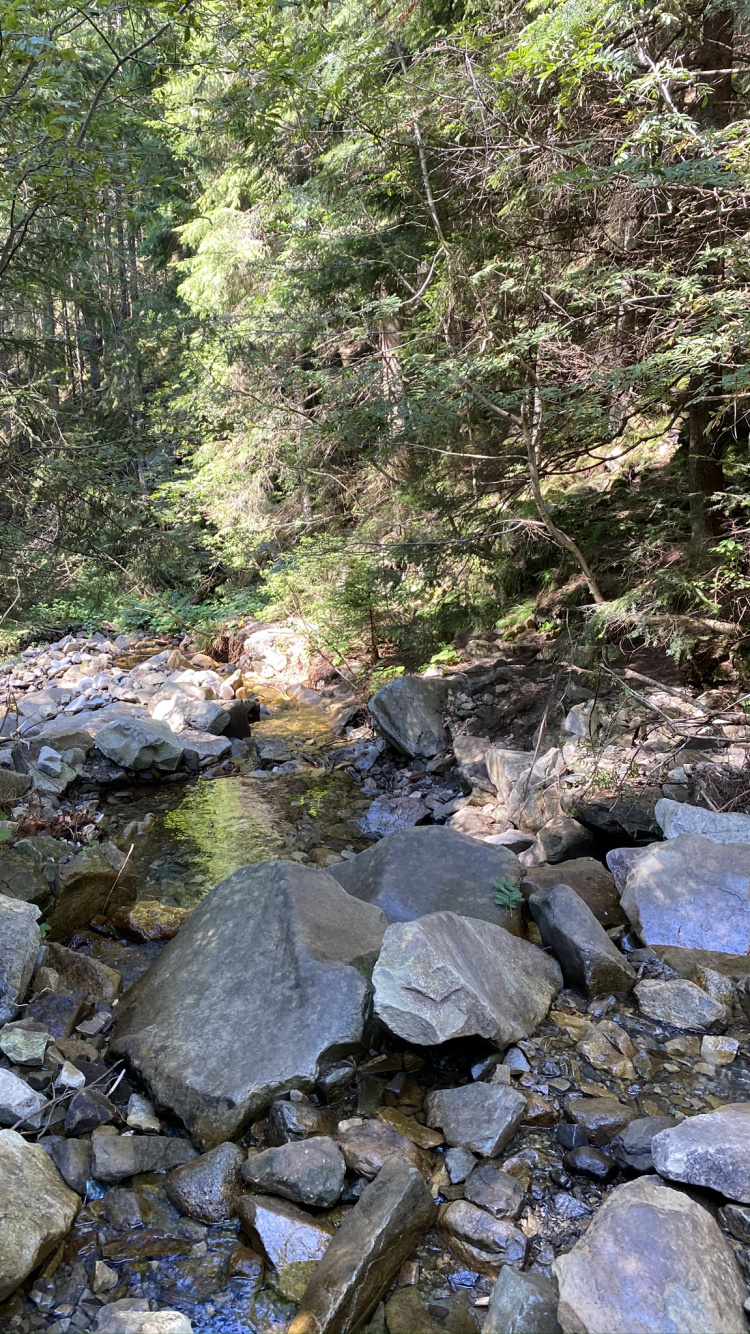 Stream, Water, Riparian Zone, Stream Bed, Wilderness. Wallpaper in 750x1334 Resolution