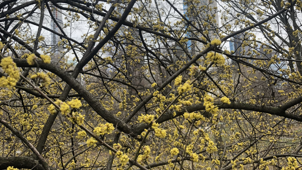 Tree, Leaf, Science, Biology, Plants. Wallpaper in 1280x720 Resolution