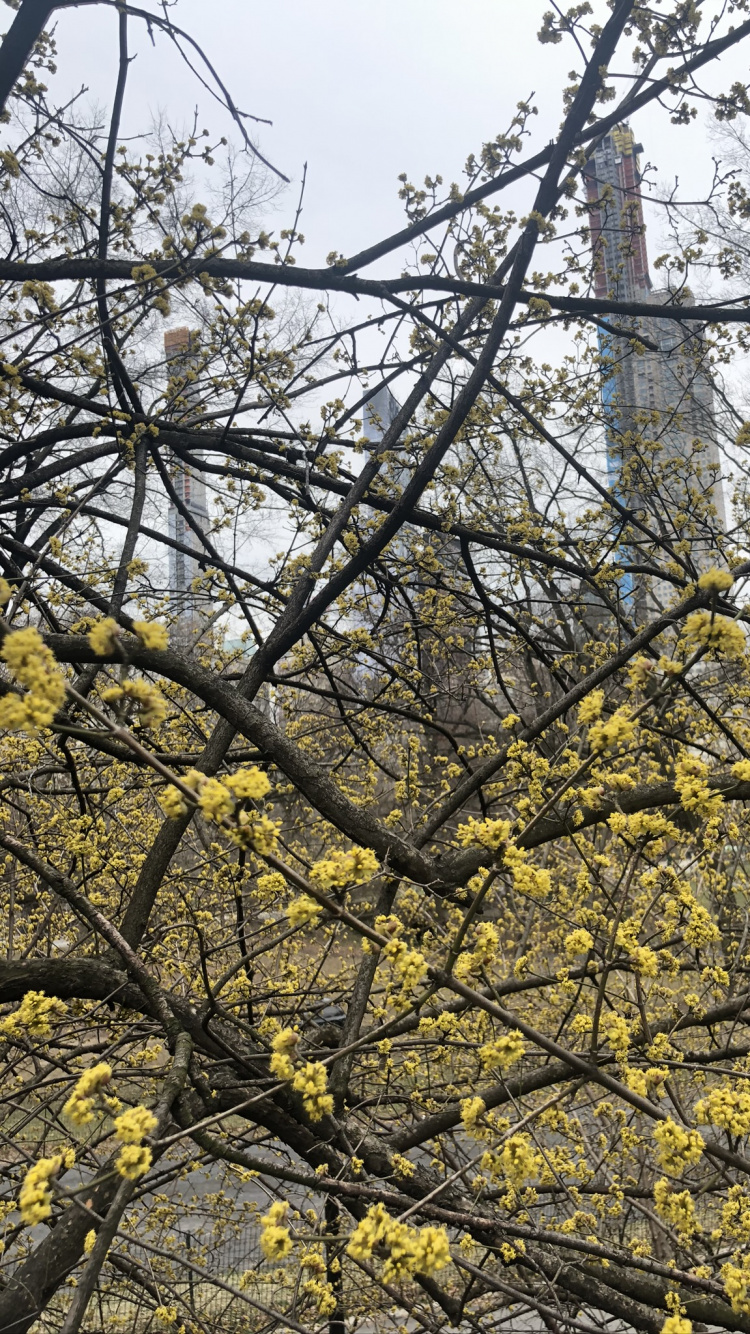 Tree, Leaf, Science, Biology, Plants. Wallpaper in 750x1334 Resolution