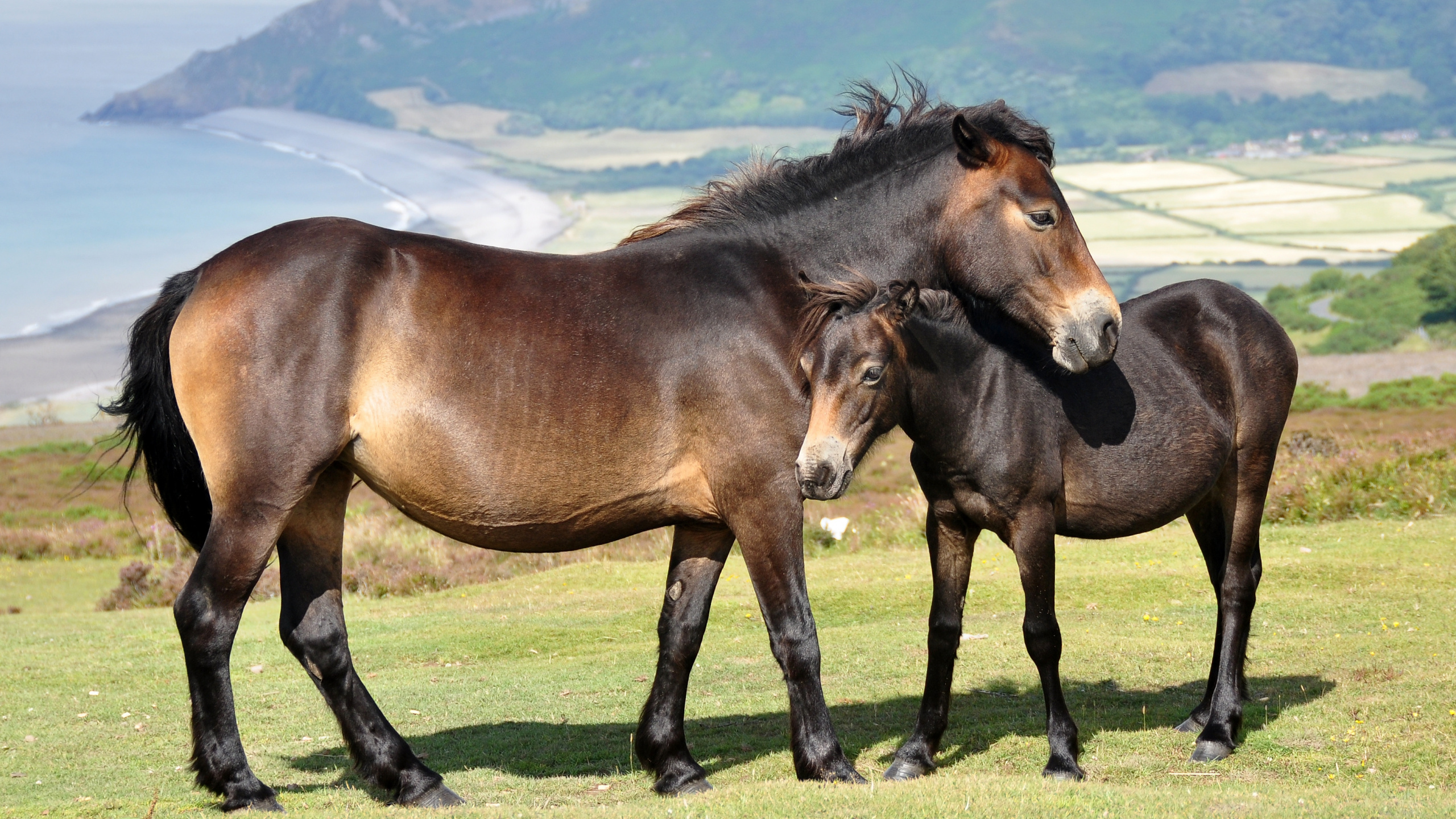 Cheval Brun Sur Terrain D'herbe Verte Pendant la Journée. Wallpaper in 2560x1440 Resolution