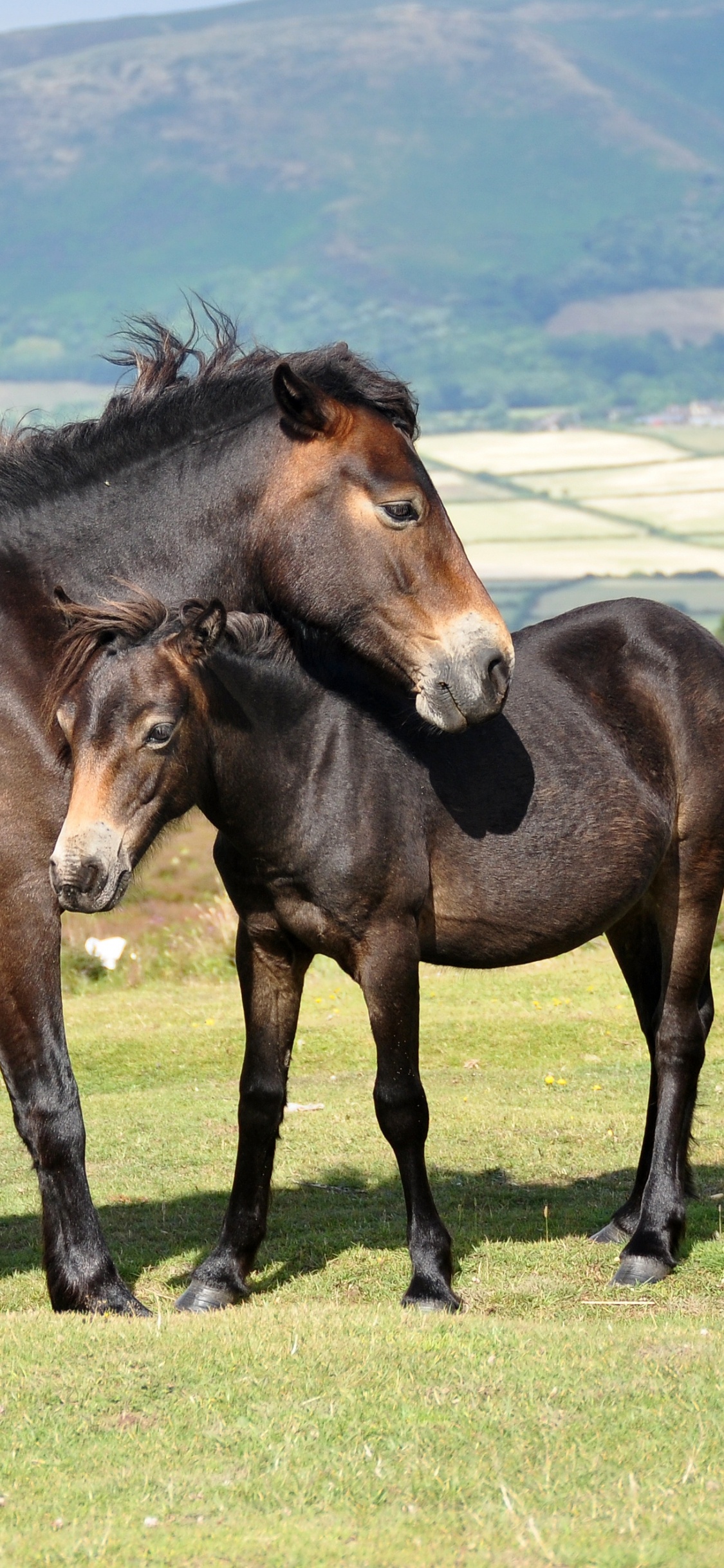 Brown Horse on Green Grass Field During Daytime. Wallpaper in 1125x2436 Resolution