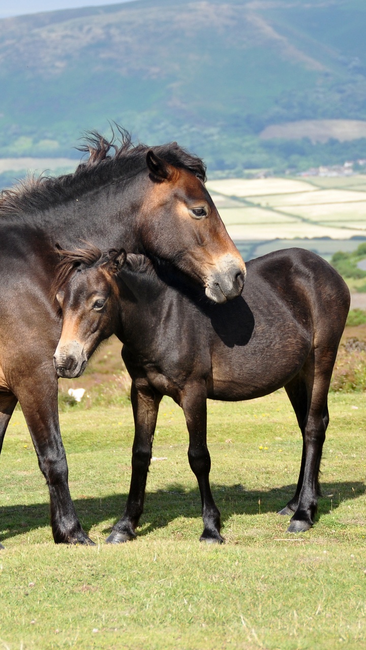Brown Horse on Green Grass Field During Daytime. Wallpaper in 720x1280 Resolution