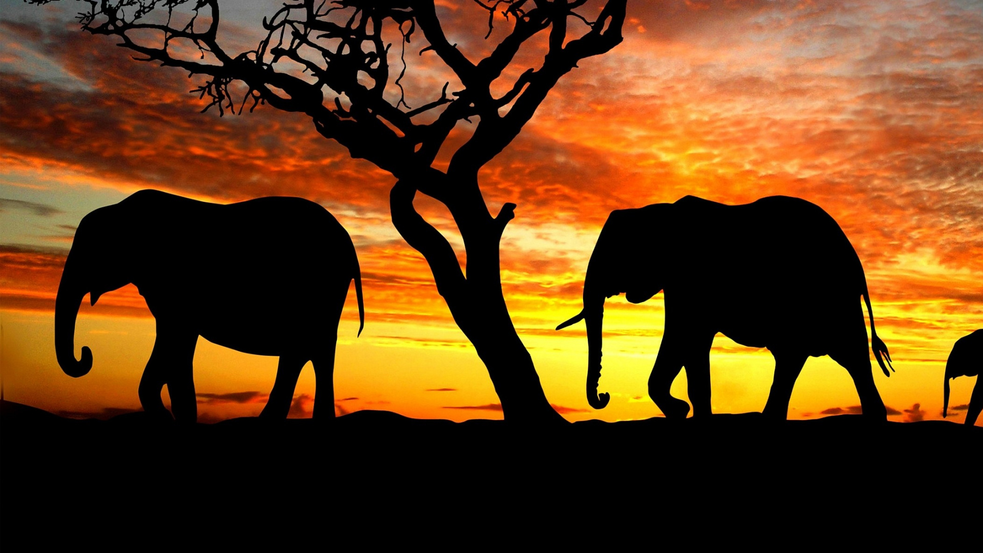 Silhouette D'éléphant Debout Sur le Sable Brun Pendant le Coucher du Soleil. Wallpaper in 1920x1080 Resolution