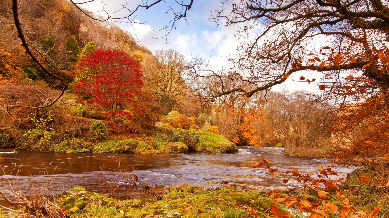 Braune Und Grüne Bäume Neben Dem Fluss Unter Blauem Himmel Tagsüber. Wallpaper in 1366x768 Resolution
