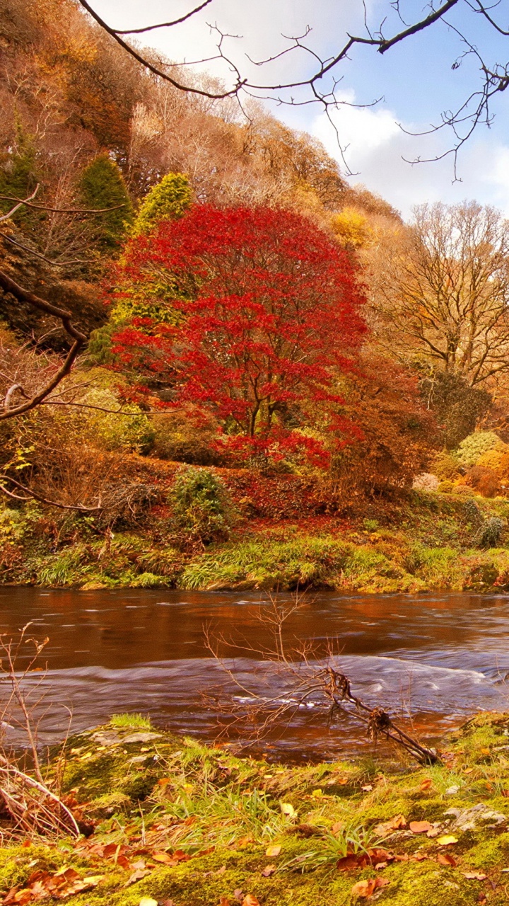 Brown and Green Trees Beside River Under Blue Sky During Daytime. Wallpaper in 720x1280 Resolution