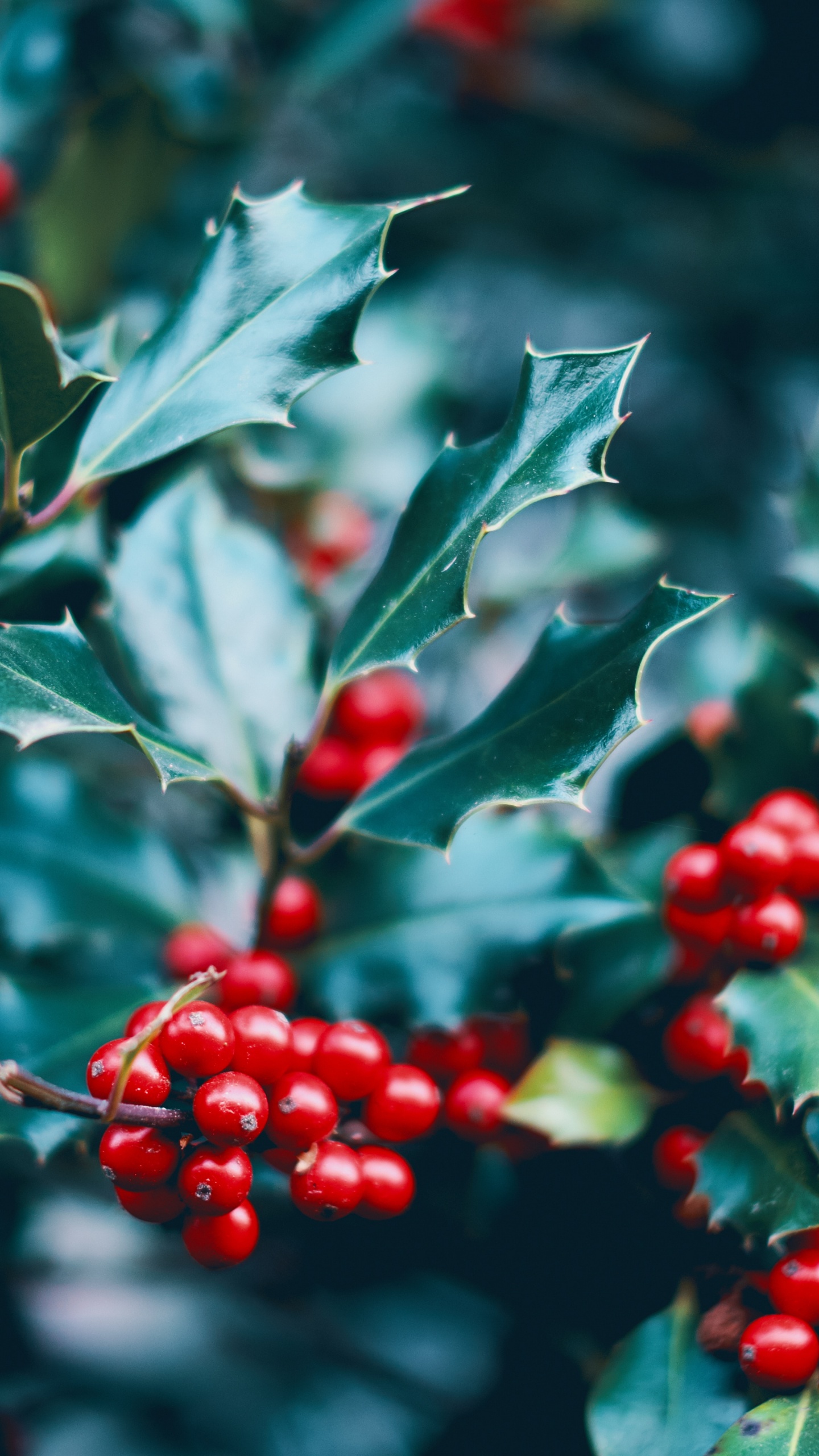 Holly, Baum, Berry, Hawthorn, Blühende Pflanze. Wallpaper in 1440x2560 Resolution