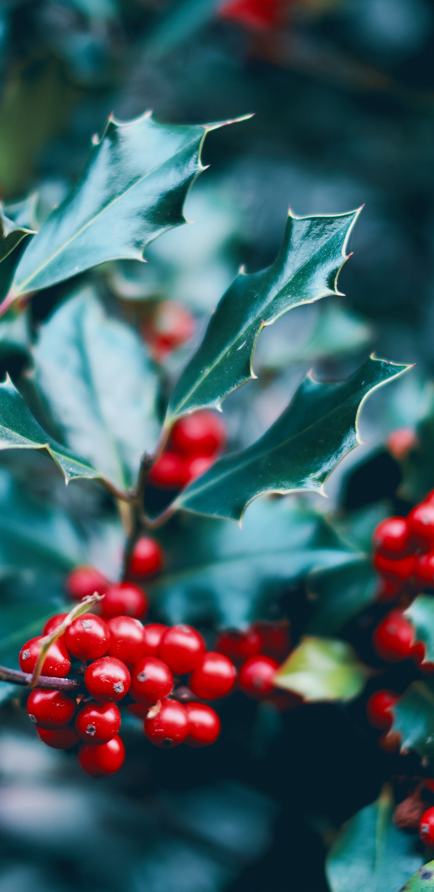 Red, Plant, Holly, Flower, Tree. Wallpaper in 1440x2960 Resolution