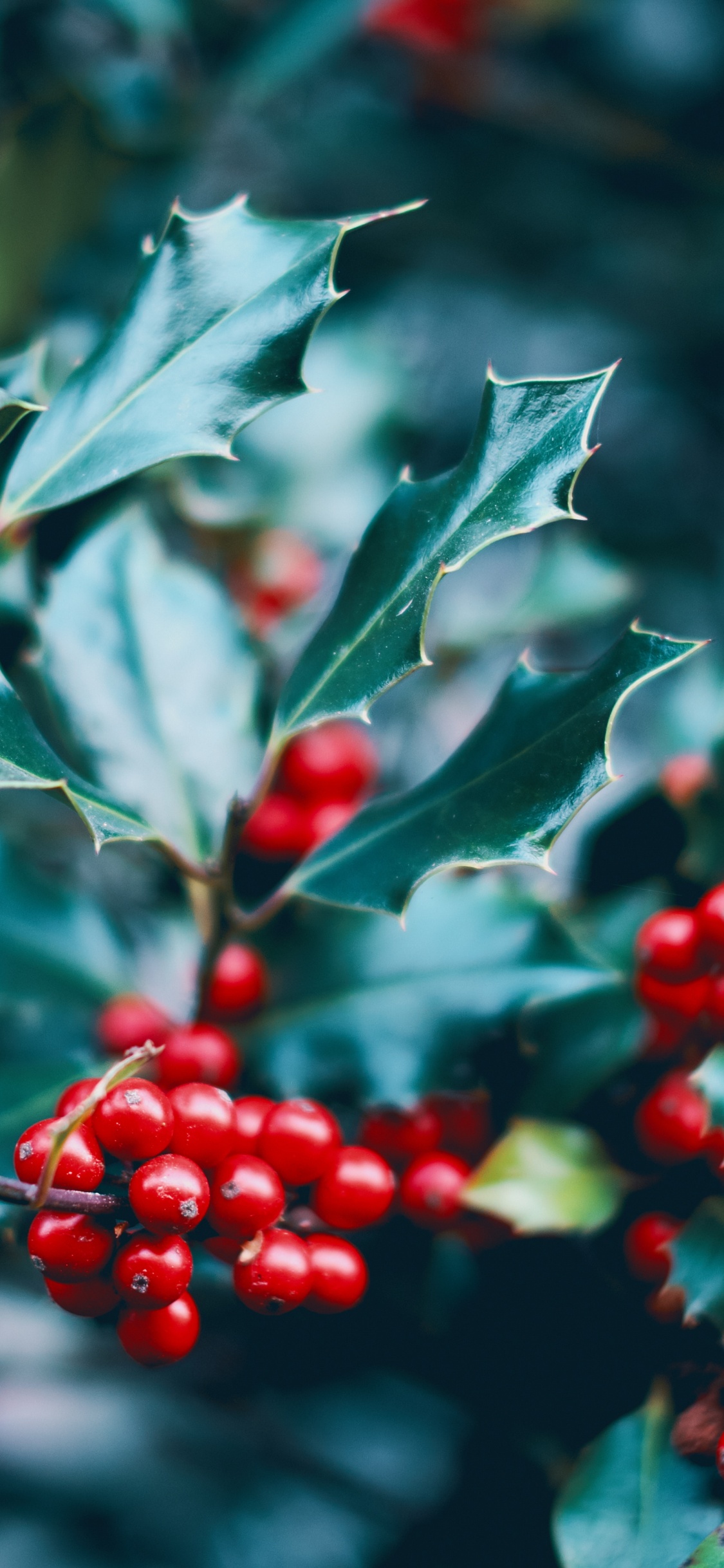 红色的, Holly, 山楂树, 显花植物, 浆果 壁纸 1125x2436 允许