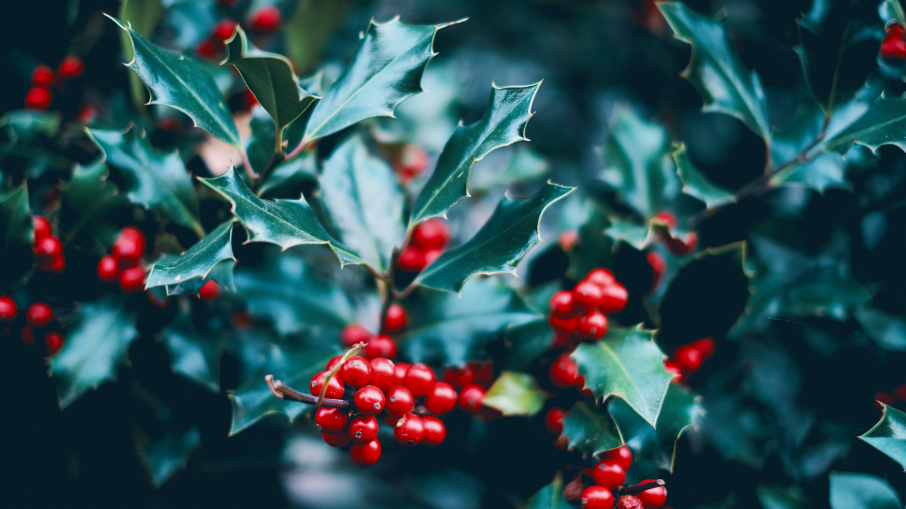 红色的, Holly, 山楂树, 显花植物, 浆果 壁纸 1280x720 允许
