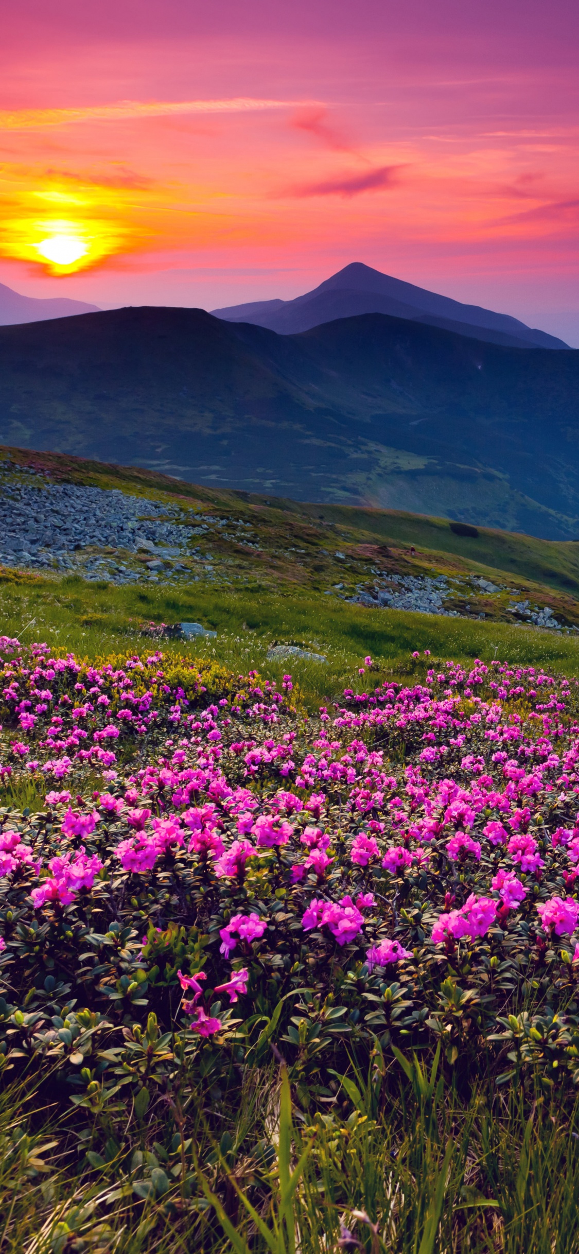 Purple Flower Field Near Mountain During Daytime. Wallpaper in 1125x2436 Resolution