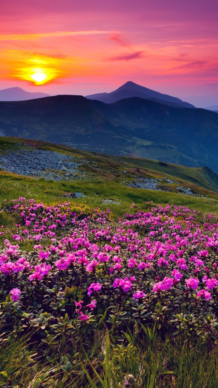 Purple Flower Field Near Mountain During Daytime. Wallpaper in 720x1280 Resolution